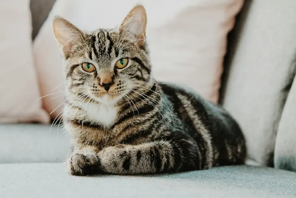 Tabby cat lying calmly on a sofa